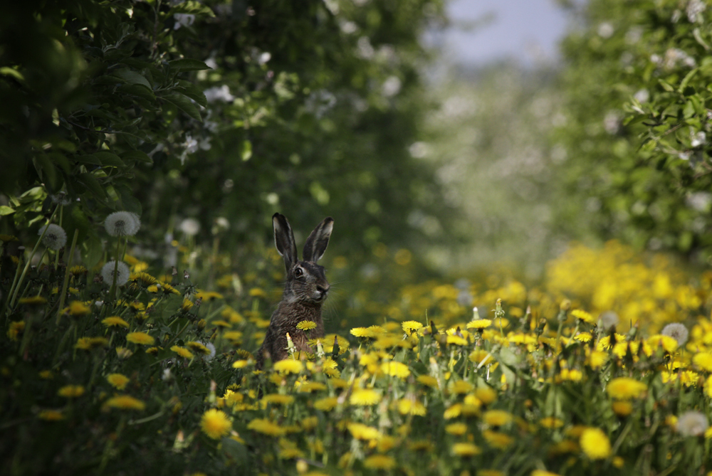 ein alter Hase...