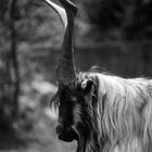 ein alter Herr in den Alpen - sein Name : Ziegenbock