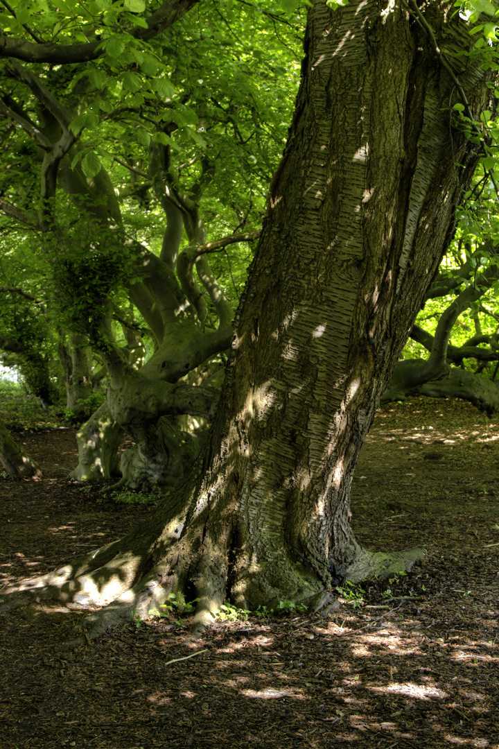 ein alter kirschbaum