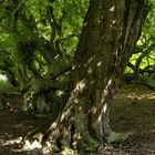 ein alter kirschbaum