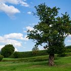 Ein alter Kirschbaum