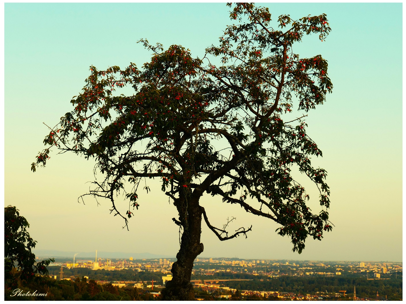 Ein alter Kirschbaum auf dem Hügel.