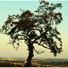 Ein alter Kirschbaum auf dem Hügel.