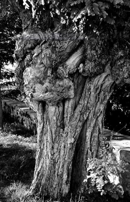 ein alter knorriger Baum auf der Insel Brac