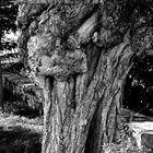 ein alter knorriger Baum auf der Insel Brac