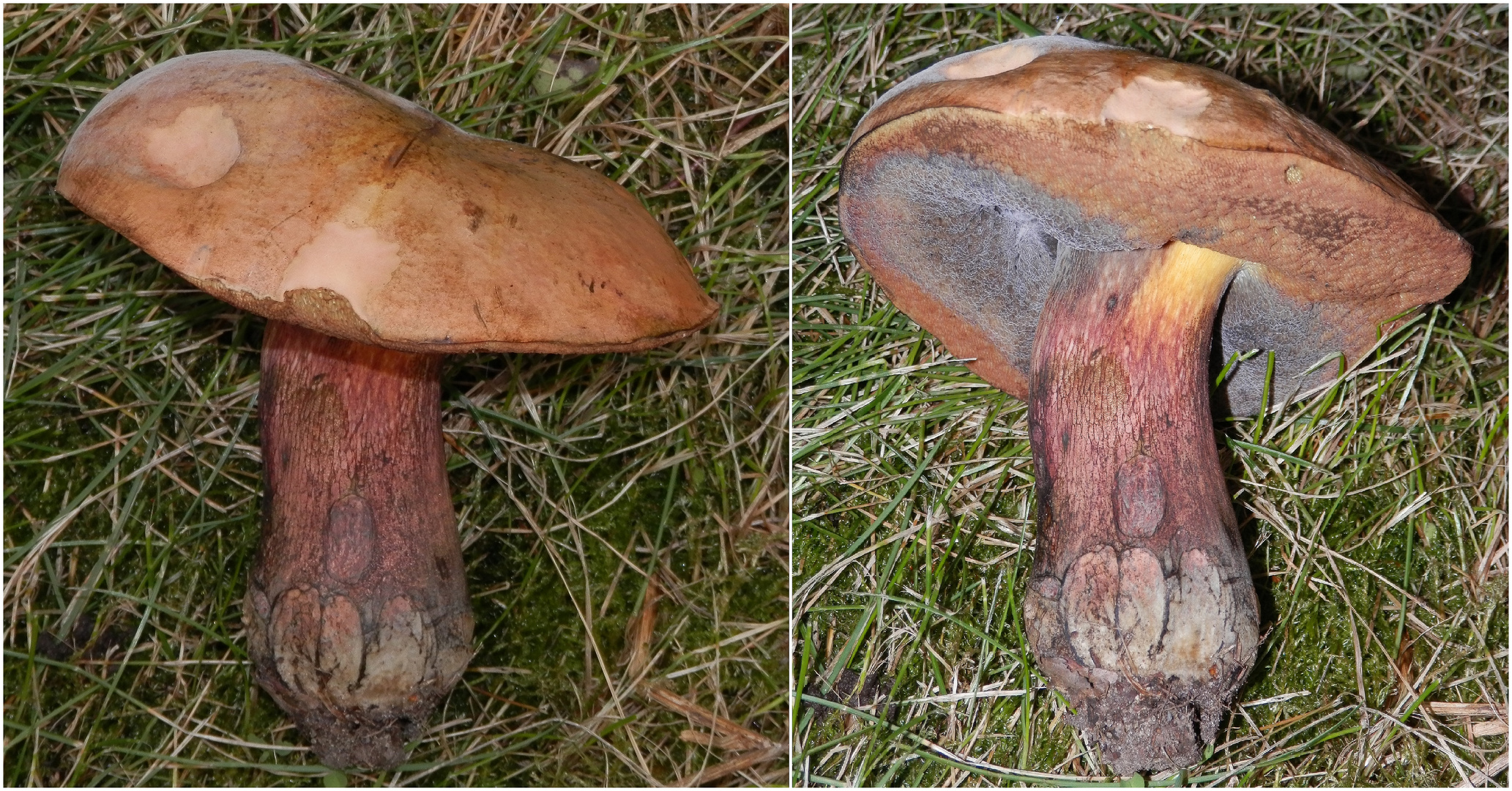 Ein alter Netzstieliger Hexenröhrling (Boletus luridus)