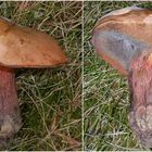 Ein alter Netzstieliger Hexenröhrling (Boletus luridus)