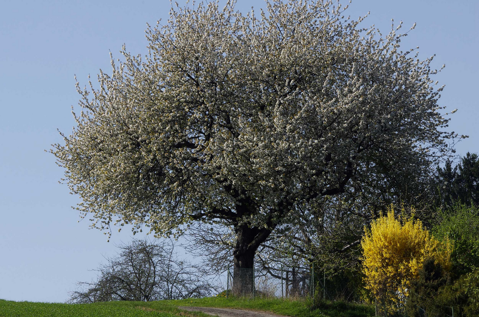 ein alter Obstbaum im Frühling