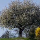 ein alter Obstbaum im Frühling