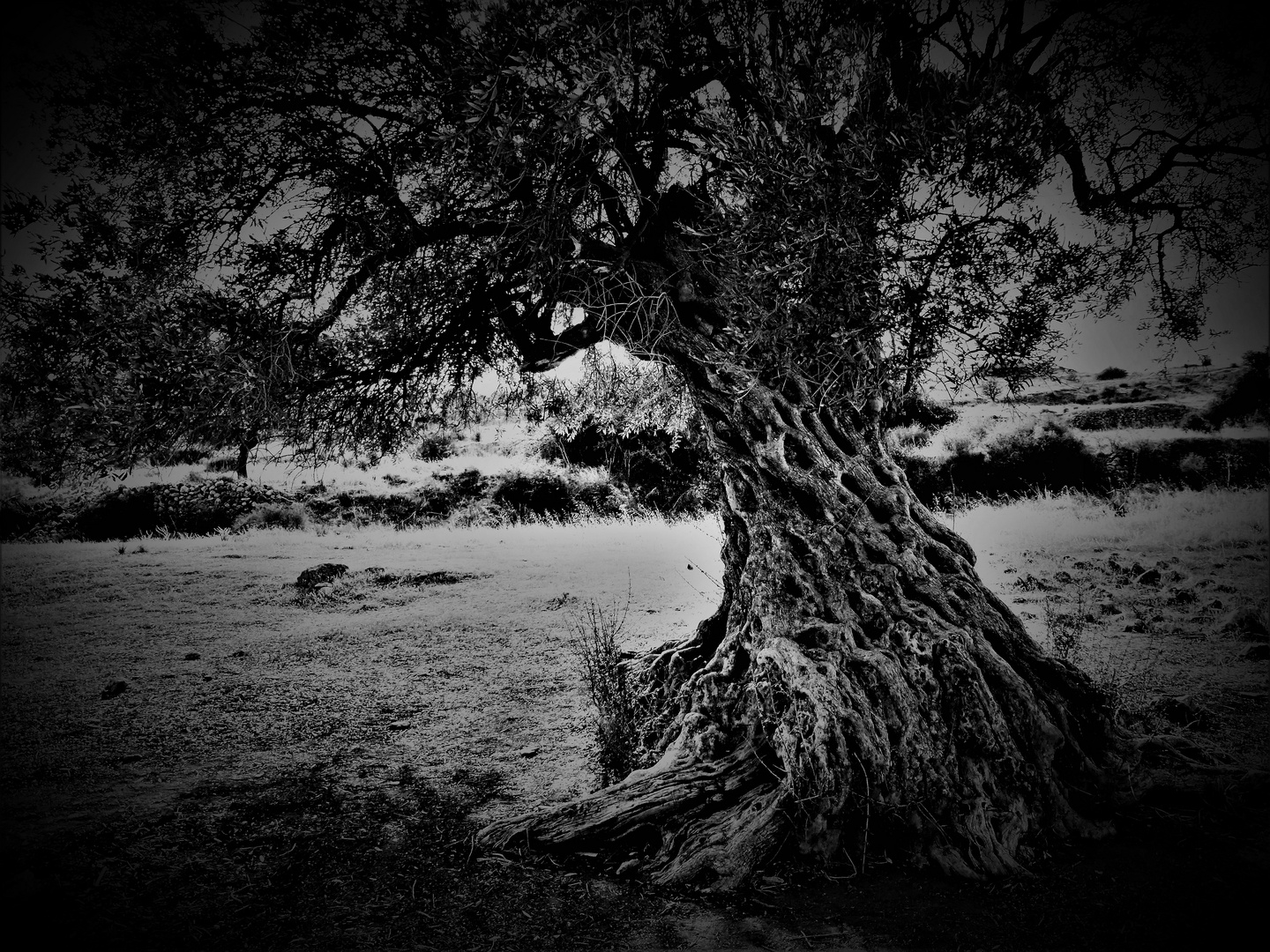 Ein alter Olivenbaum