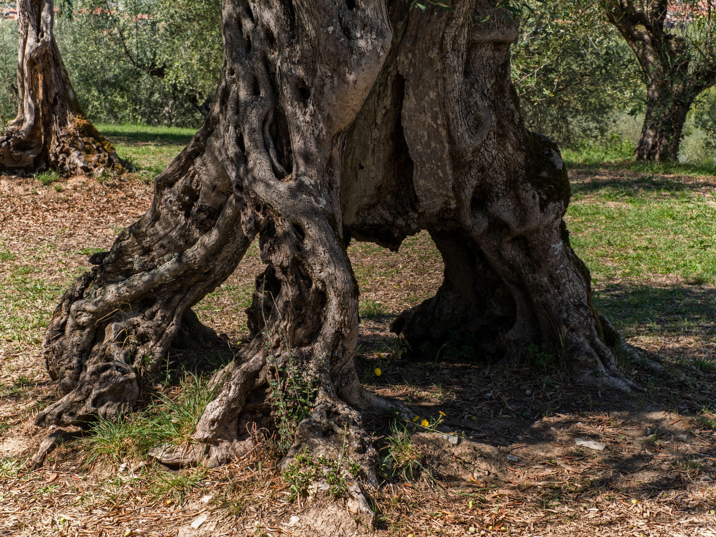 Ein alter Olivenbaum mit Durchblick