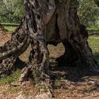 Ein alter Olivenbaum mit Durchblick