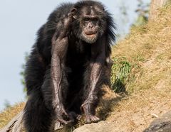 Ein  alter Schimpanse.