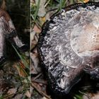 Ein alter Schopf-Tintling (Coprinus comatus) - Collage