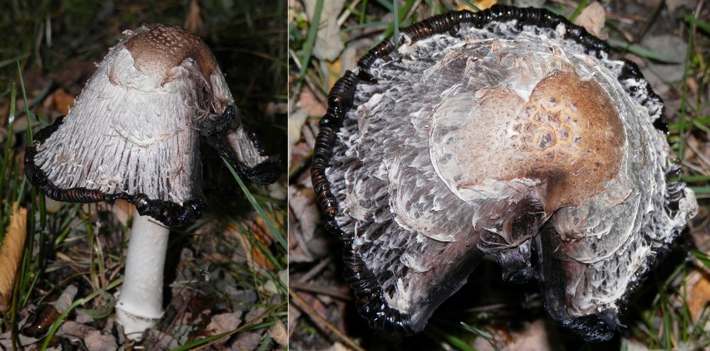 Ein alter Schopf-Tintling (Coprinus comatus) - Collage