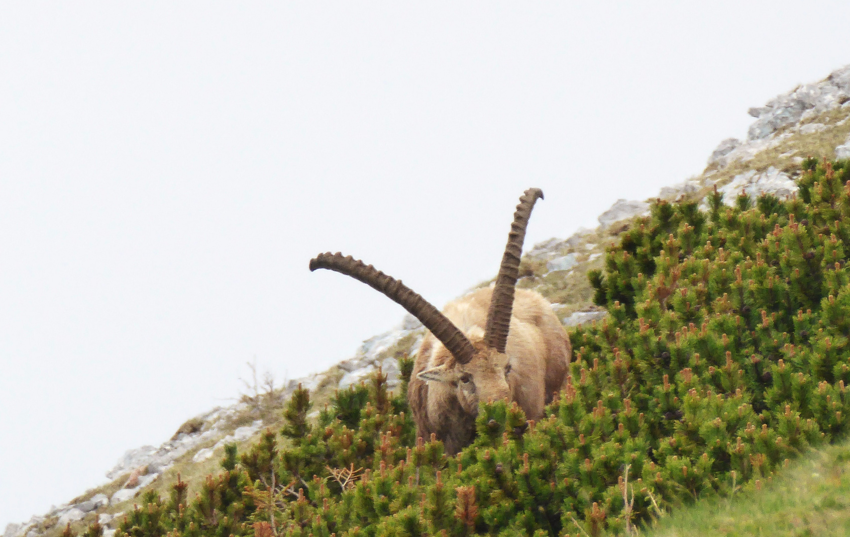 Ein alter Steinbock...