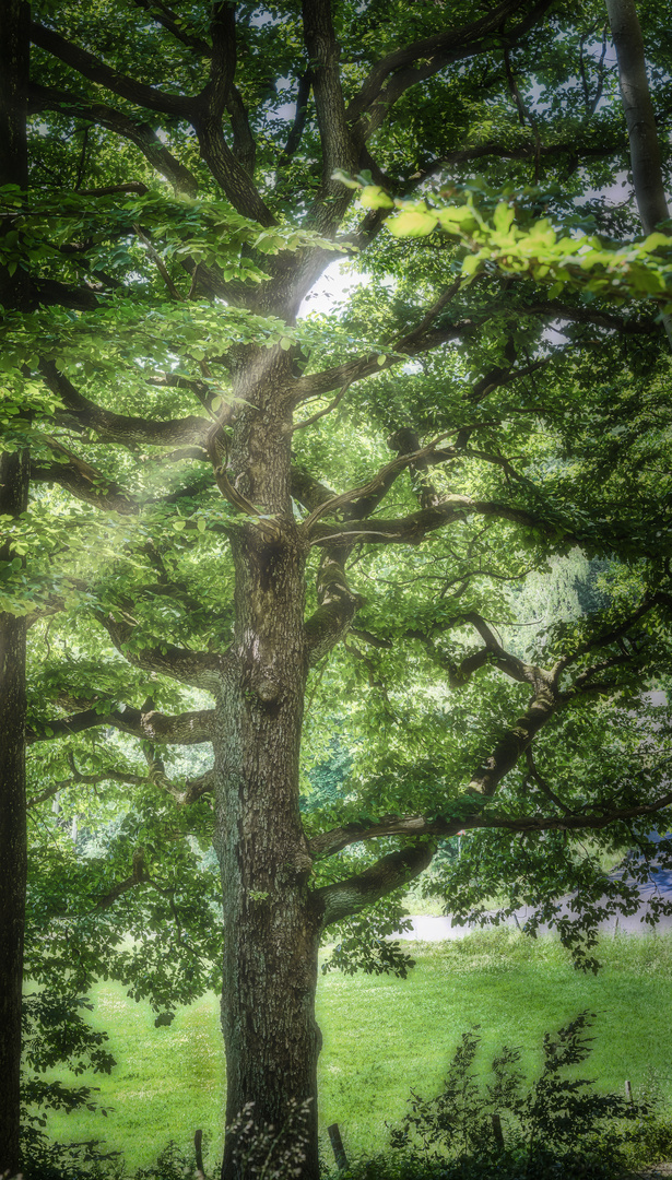 Ein alter, weitverzweigter Baum