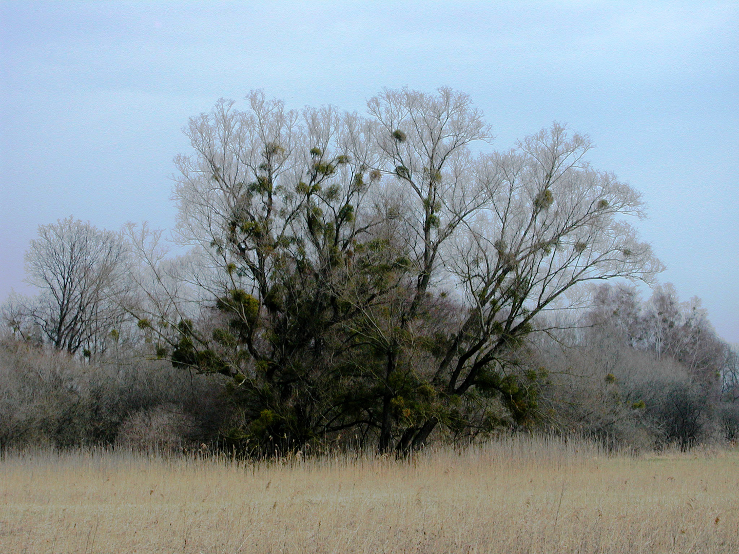 Ein alter Wirtsbaum