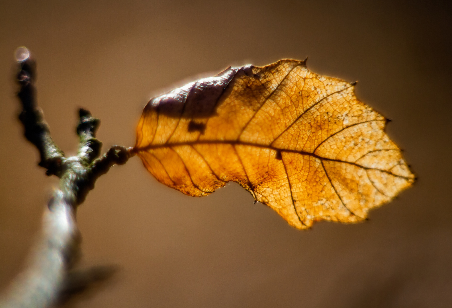 Ein altes Blatt