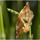 Ein altes Blatt im Lavendel? ... An old leaf in the lavender?