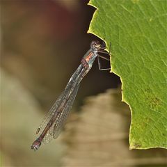 Ein altes Weibchen der Gemeinen Weidenjungfer (Chalcolestes viridis)