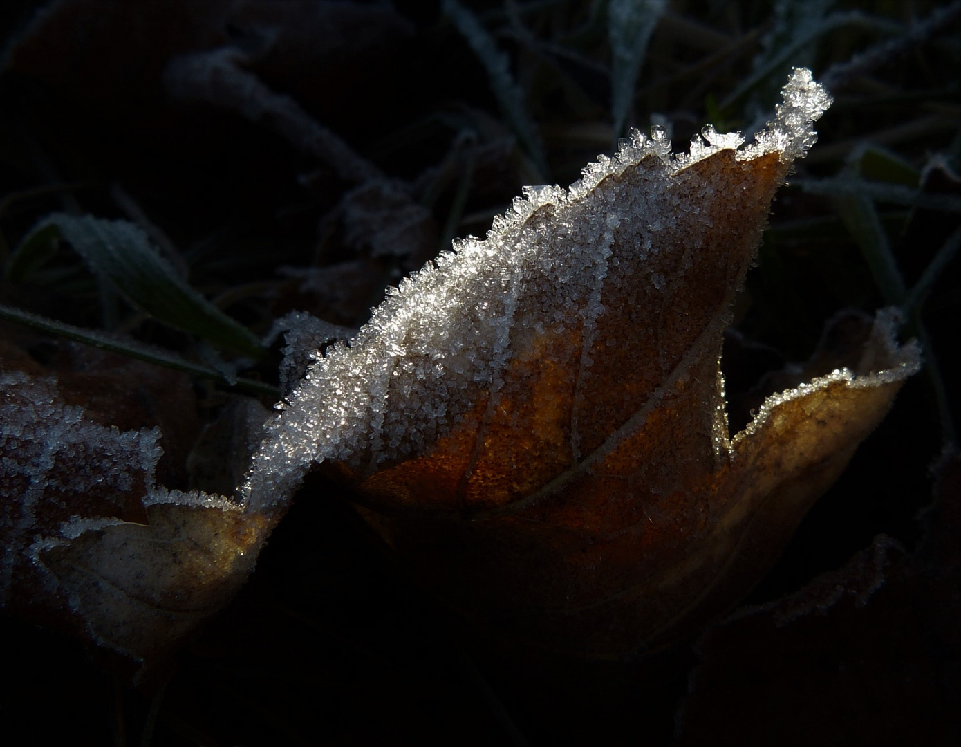 Ein altes, welkes Blatt...