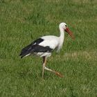 Ein Altstorch, der auf Schloss Heessen wohnt.