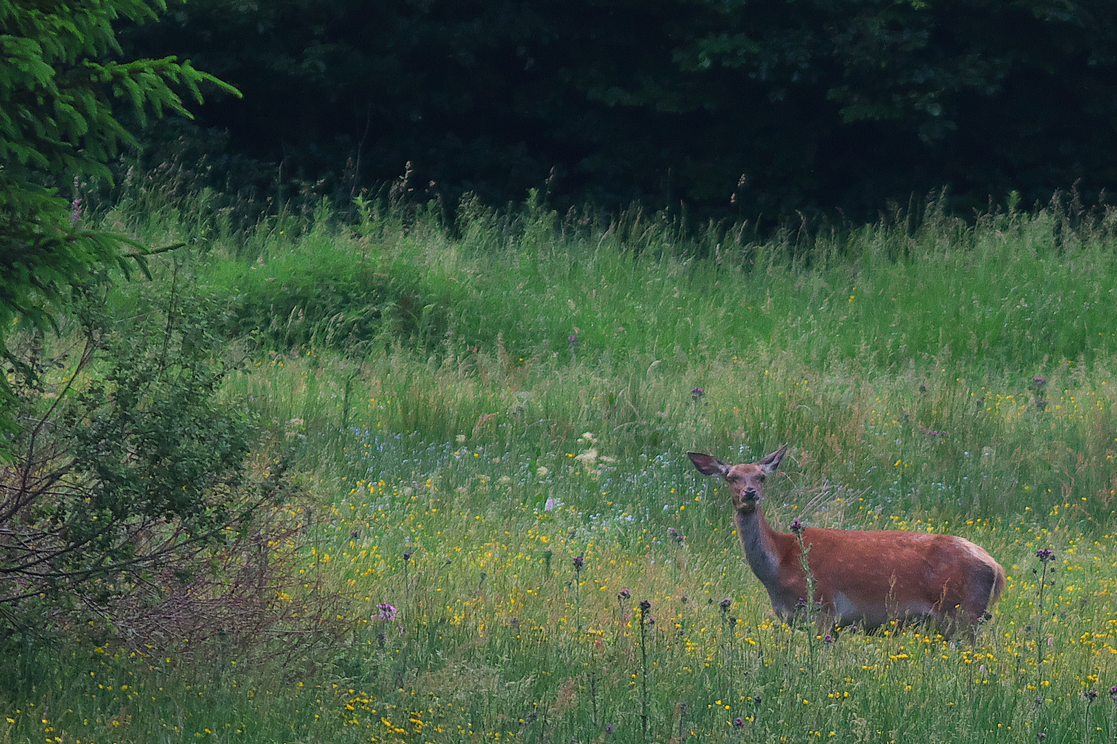 Ein Alttier auf dem Weg zu seinem Kalb