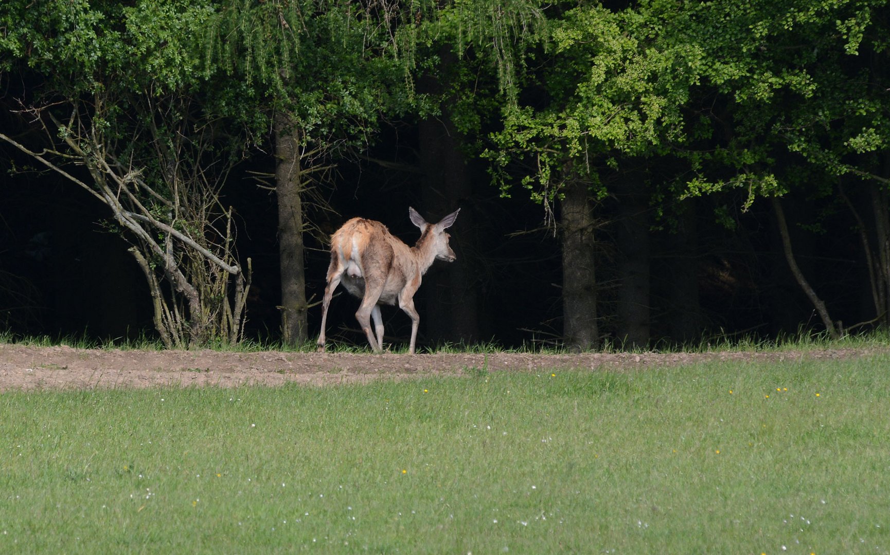 Ein Alttier sucht sein Kalb zum Säugen auf. Foto &amp; Bild | natur ...