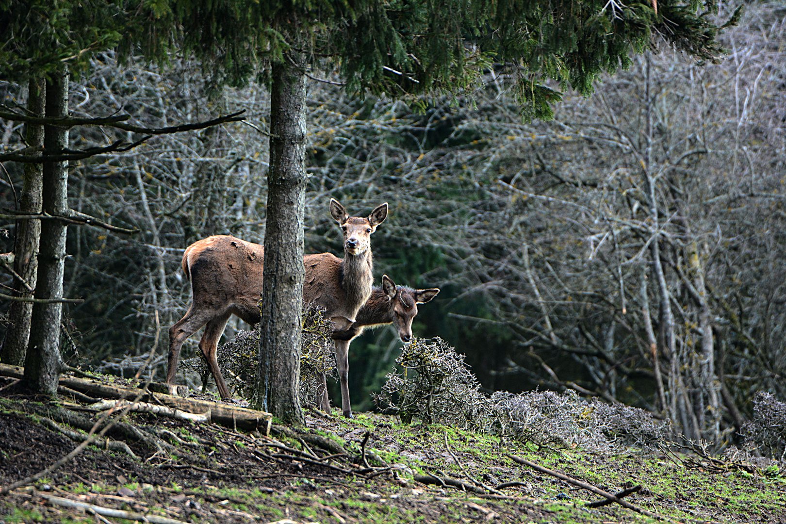 Ein Alttier tritt mit seinem Kalb aus.