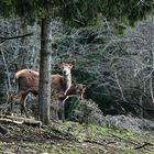 Ein Alttier tritt mit seinem Kalb aus.