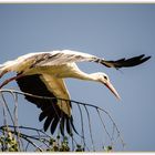 ein Altvogel beim Start vom Baum