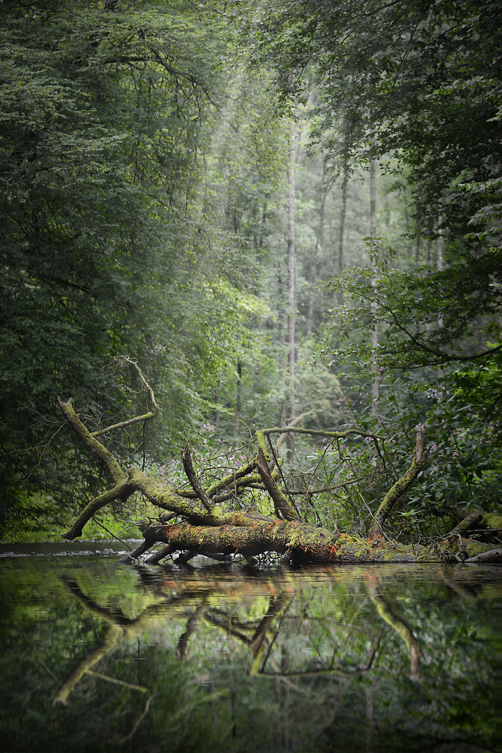 Ein Amazonas im Bröltal