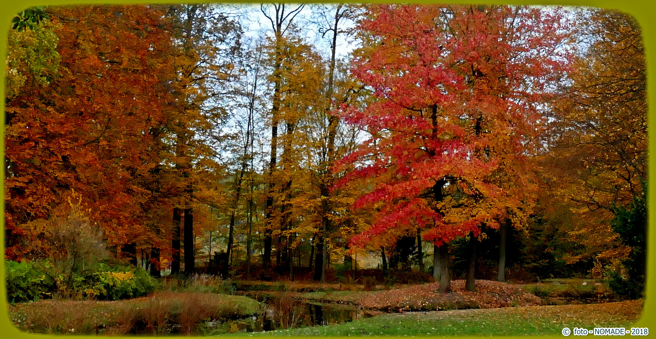 Ein Amberbaum hübscht die Herbstfarben