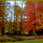 Ein Amberbaum hübscht die Herbstfarben