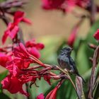 ein Ameisenvogel in den Blüten