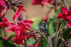 ein Ameisenvogel in den Blüten