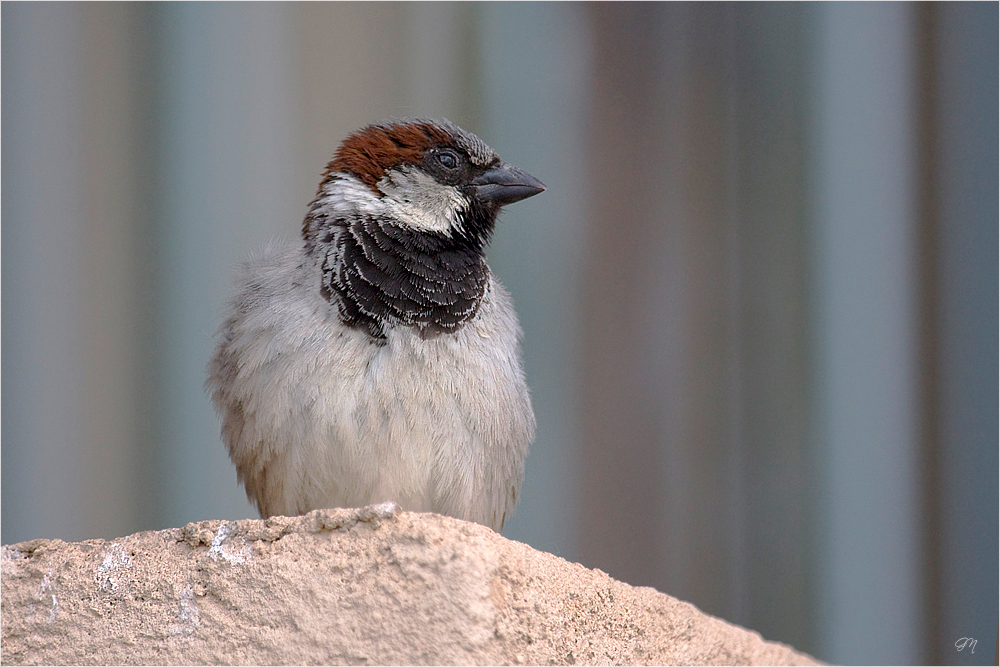 Ein amerikanischer Spatz