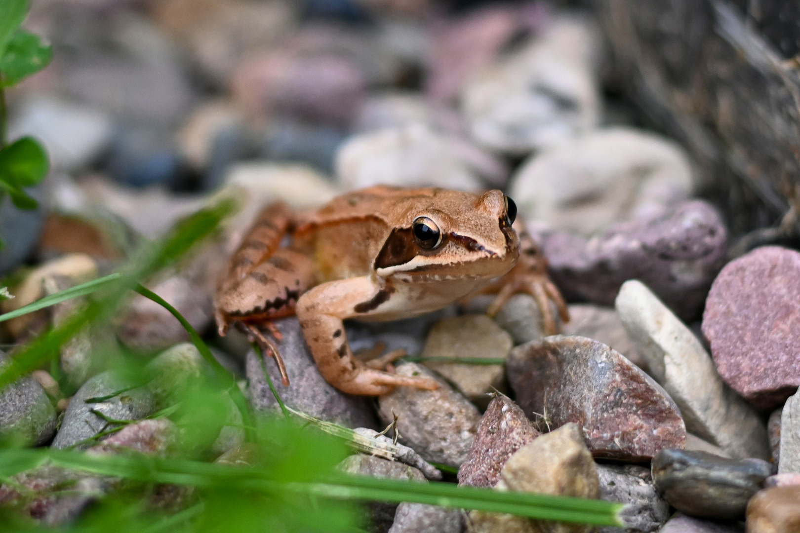 Ein amphibischer Besucher