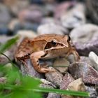 Ein amphibischer Besucher