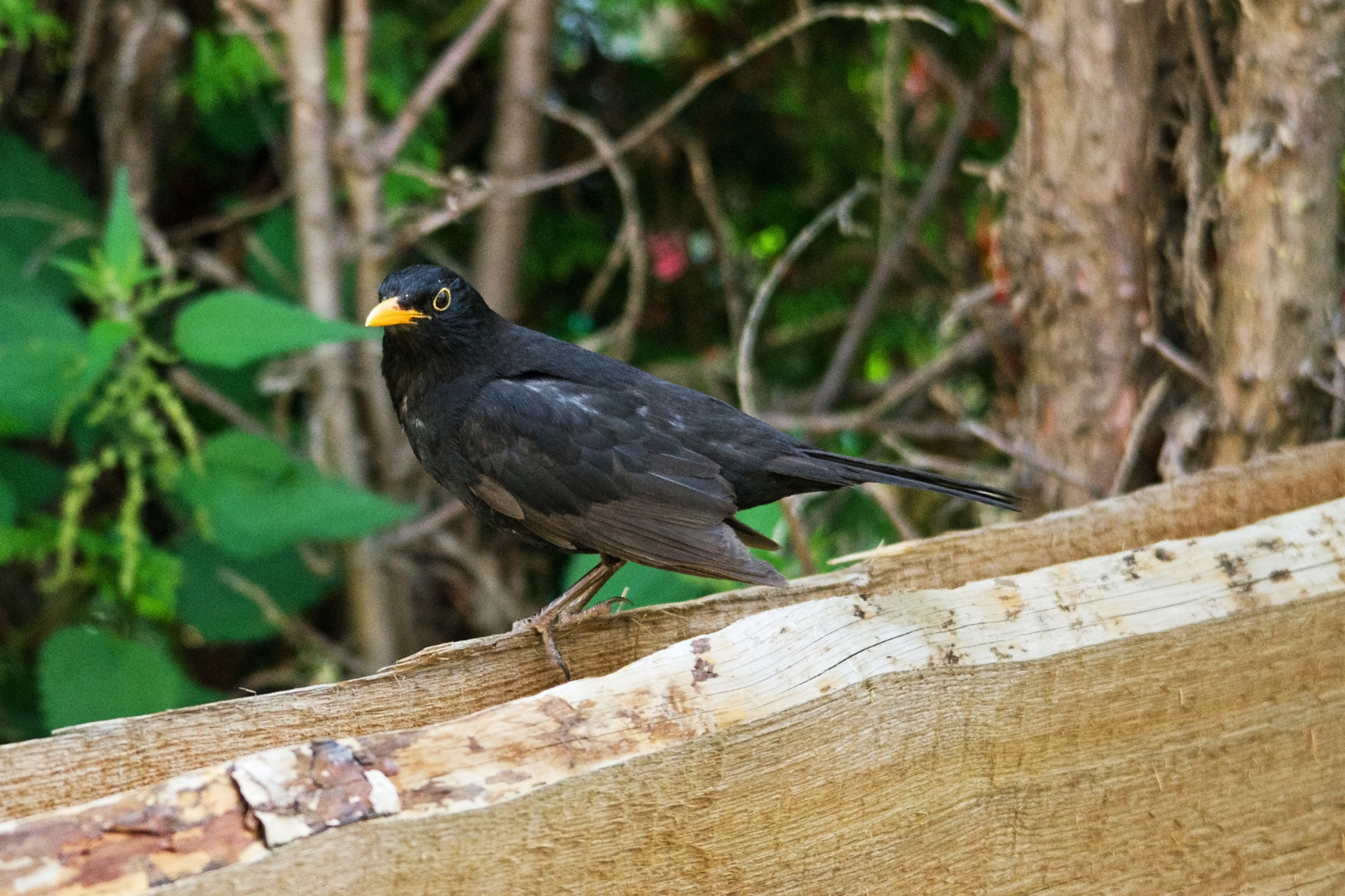 Ein Amsel Männchen