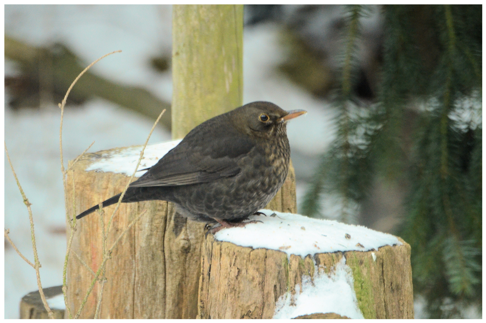 ein Amsel- Weibchen im Winter