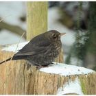 ein Amsel- Weibchen im Winter