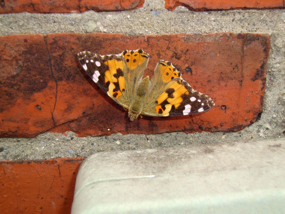 Ein an der Hauswand verirrter Schmetterling