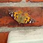 Ein an der Hauswand verirrter Schmetterling