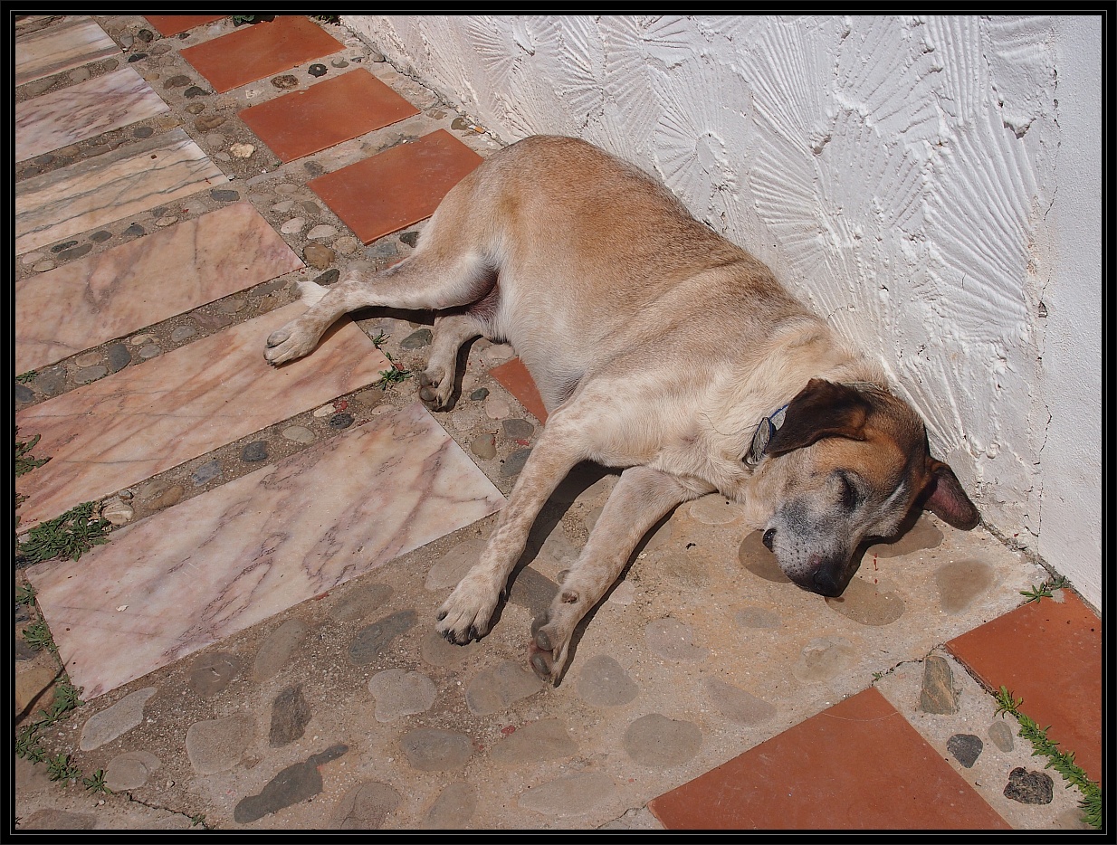 Ein andalusischer Hund