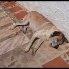 Ein andalusischer Hund