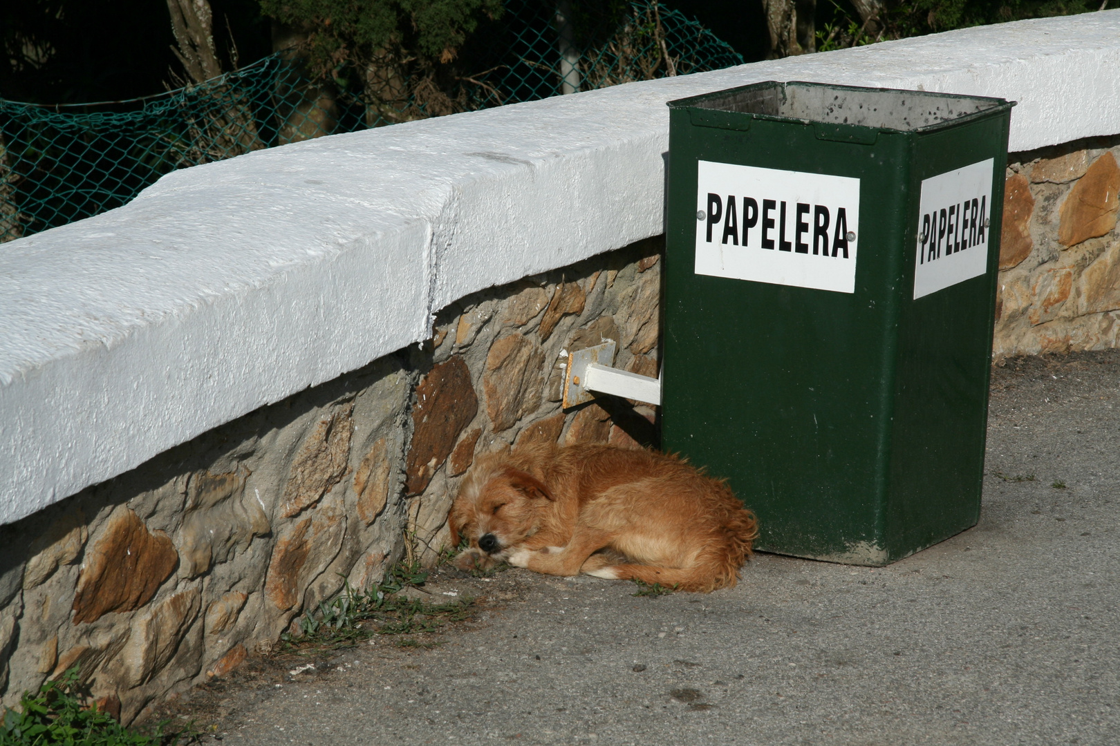 Ein andalusischer Hund