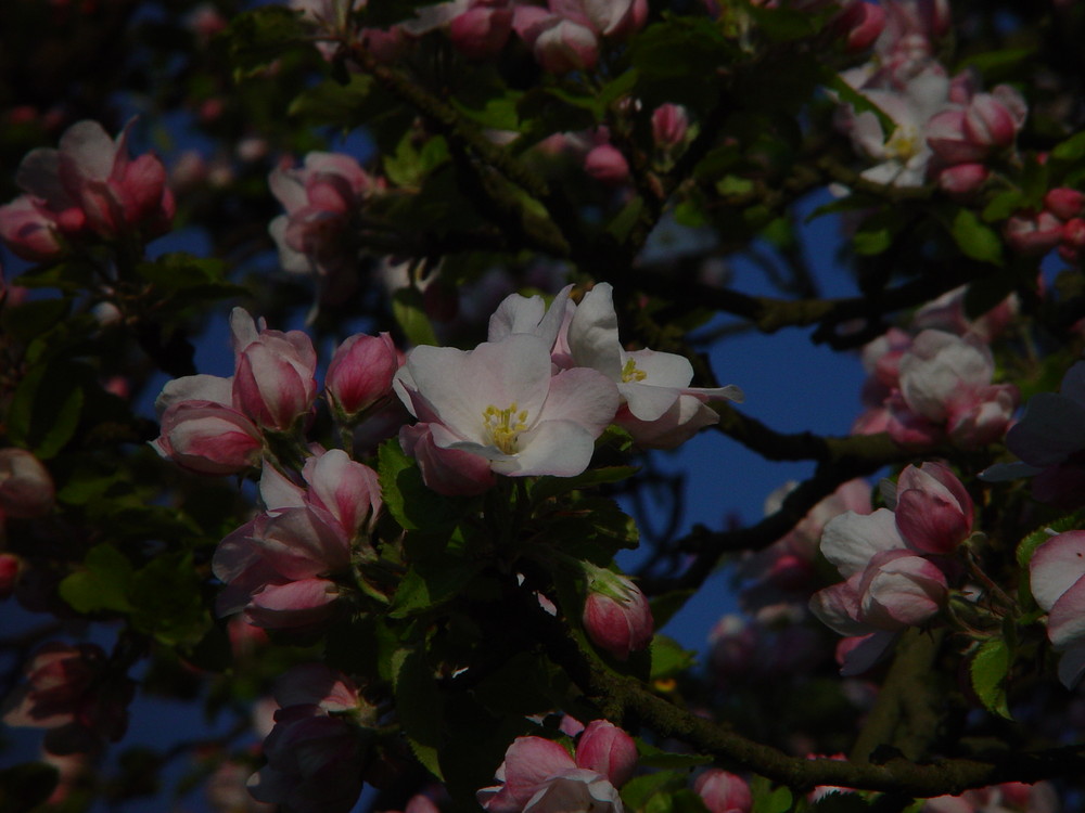 Ein anderer Apfelbaum im Sonnenaufgang