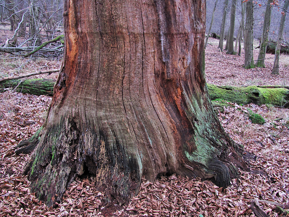 ein anderer Baum